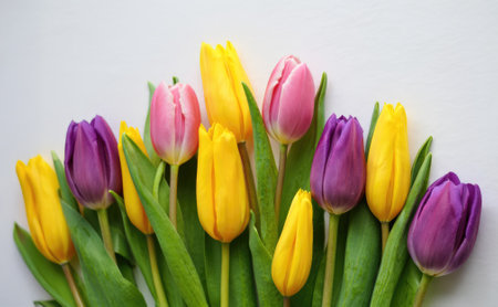 A vibrant arrangement of tulips in various colors including purple, yellow, and pink stands out against a light backdrop. This display captures the essence of spring with blooming flowers.の写真素材