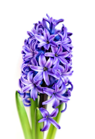 A cluster of vibrant purple hyacinth blooms showcases intricate petals and rich colors.の写真素材