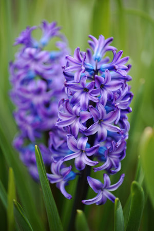 Two clusters of striking purple hyacinth flowers rise confidently among vibrant green foliage.の写真素材