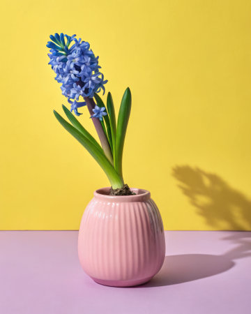 A vibrant blue hyacinth stands tall in a light pink pot. The colorful flower contrasts beautifully against a bright yellow backdrop, creating a cheerful and modern decorative piece.の写真素材