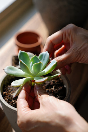 A person gently tends to a succulent plant in a cozy indoor garden. Natural light filters through a window, highlighting the vibrant green leaves and nearby terracotta pots.の写真素材
