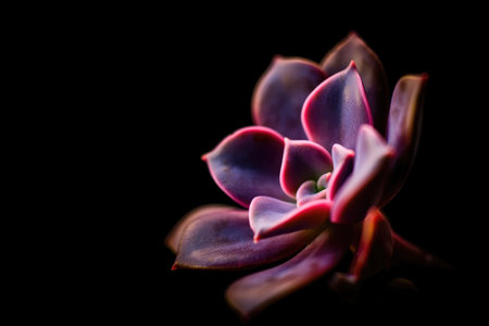A vibrant succulent with purple and green hues is showcased against a black backdrop, highlighting its delicate leaves and captivating details in soft lighting.の写真素材