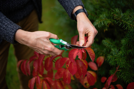 A person with garden shears carefully trims vibrant red leaves from a shrub in a lush garden. The...