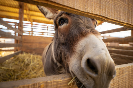 A donkey peers through a slatted wooden fence inside a barn, surrounded by fresh straw bedding. The...