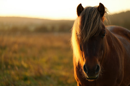 A brown horse with a flowing mane stands in tall grass during a stunning sunset on a serene farm. The warm hues of the evening sky create a tranquil atmosphere.の写真素材