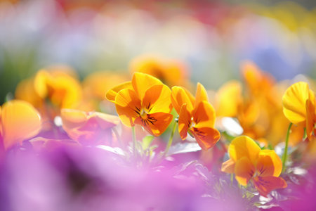 In a bright garden setting, clusters of yellow flowers flourish among a backdrop of various shades. Sunlight enhances their vivid colors, creating a cheerful atmosphere filled with natures beauty.の写真素材