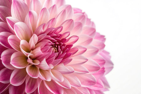 This close up showcases the stunning beauty of a pink flower, highlighting its layered petals and gradient colors. The floral display captivates with its delicate texture and vibrant hues.の写真素材