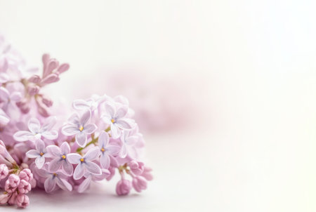 Flowers background. Soft focus image of lilac flowers on white background in the style of soft and dreamy pastels.の写真素材