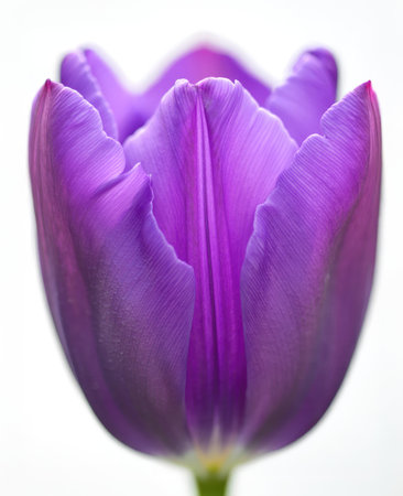 A close view of a purple tulip reveals its delicate petals with a smooth texture, highlighting the rich color and natural beauty. This flower symbolizes spring and renewal, captivating all who see it.の写真素材
