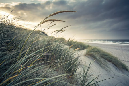 Tall grass sways gently in the wind atop sandy dunes by the coast as clouds gather in the sky. The sun sets, illuminating the landscape with a warm glow over the tranquil ocean.の写真素材