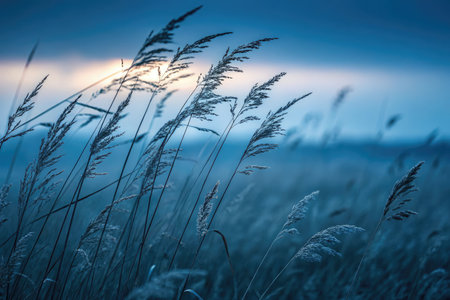 Prairie grass moves softly in the cool evening breeze, creating a tranquil atmosphere. The dusk blue sky serves as a stunning backdrop, enhancing the serene beauty of nature at twilight.の写真素材