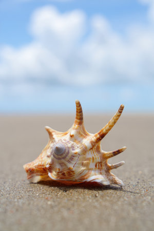 A conch shell is placed on the smooth, golden sand of the beach, surrounded by gentle waves. The...