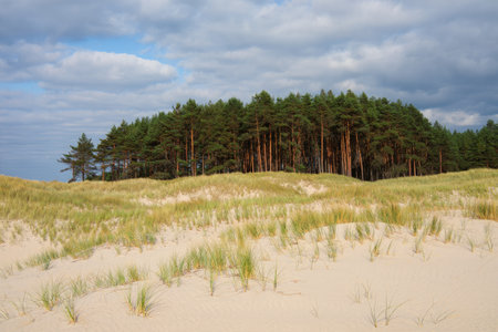 A peaceful coastal landscape features a grove of tall green trees rising above soft sandy dunes. The cloudy sky adds a dramatic touch to the serene beach setting, creating a tranquil atmosphere.の写真素材