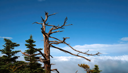 A weathered dead tree proudly extends its gnarled branches towards the clear blue sky, surrounded by lush green conifers. The view captures the serene beauty at a mountain peak during daytime.の写真素材