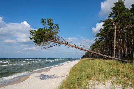 A tree leans towards the sea, shaped by strong winds.の写真素材