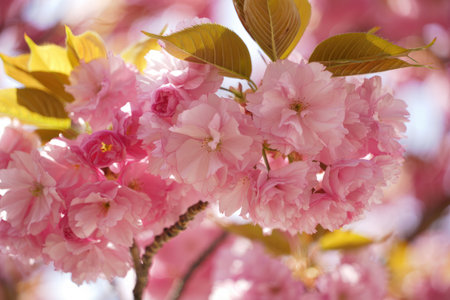 Delicate pink cherry blossoms flourish among lush green leaves in a tranquil park, signaling the...