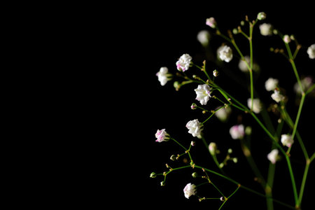 Delicate gypsophila flowers, also known as baby's breath, on a black background create a minimalist aesthetic. The white blooms contrast with the dark backdrop.の写真素材