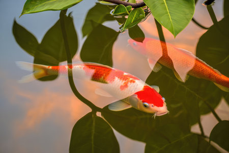 Two vibrant koi fish swim in a tranquil pond, with leaves and reflections adding to the serene atmosphere.の写真素材
