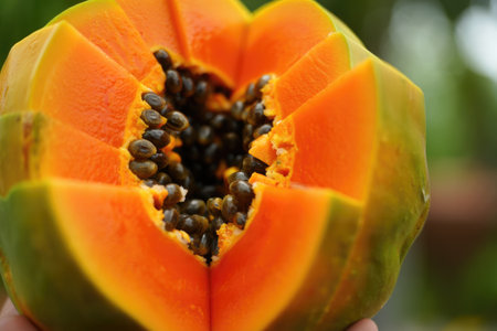 A close up of a ripe papaya, sliced open to reveal its orange flesh and black seeds. Focus is on the details of the fruit.の写真素材