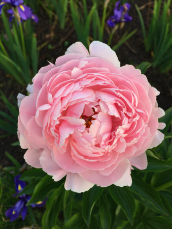 A close up of a beautiful blooming pink peony flower, with the background featuring other flowers and foliage.の写真素材