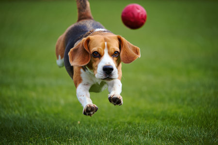 A beagle jumps towards a red ball, showcasing its playful energy. The dog is mid-air on a green lawn, capturing a moment of joy.の写真素材
