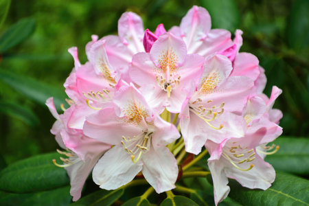 A close up shot of a vibrant pink rhododendron flower with delicate petals, showcasing intricate details and natural beauty.の写真素材