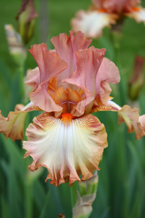 A close up shot of an orange and white iris flower in full bloom, with delicate petals and a detailed center, set against a soft green background.の写真素材