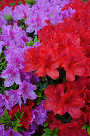 Close up of vibrant azalea flowers in full bloom, showcasing a stunning array of red and purple hues, a beautiful display of nature's color palette.の写真素材