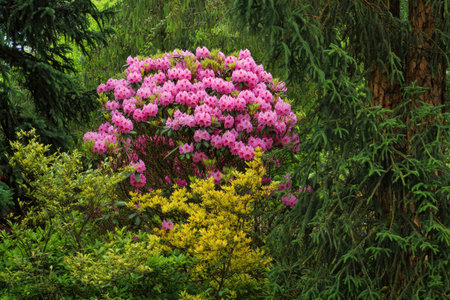 A vibrant display of pink rhododendrons blossoms surrounded by lush green foliage in a garden.の写真素材