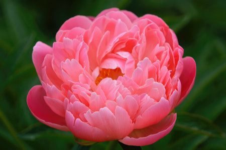 A close up view of a beautiful coral peony flower in full bloom, set against a blurred green background.の写真素材