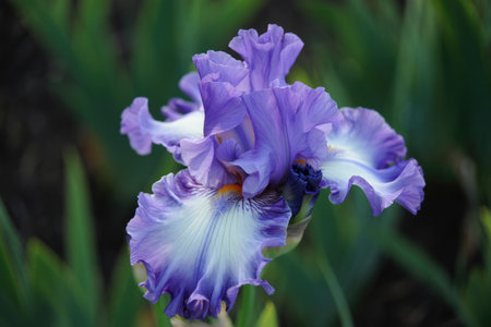 A close up of a beautiful purple iris flower in full bloom, showcasing its intricate details and delicate petals against a blurred background.の写真素材