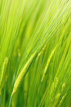A close up shot of green barley growing in a field. The image shows a close up view of the crop.の写真素材