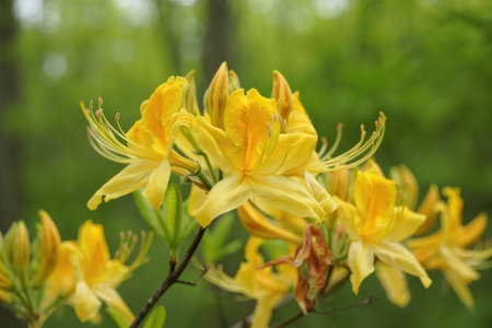 A beautiful close up view of vibrant yellow azalea flowers in full bloom, showcasing their delicate petals and intricate details. The flowers are set against a soft green backdrop.の写真素材