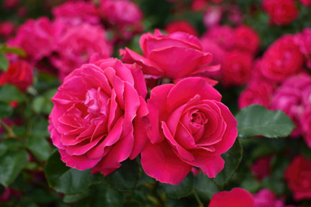 A stunning close up of vibrant pink roses in full bloom, showcasing their delicate petals and lush green foliage.の写真素材