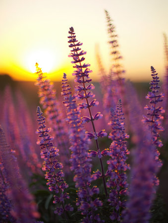 Purple flowers bathed in the golden light of a sunset, creating a serene and beautiful natural scene.の写真素材