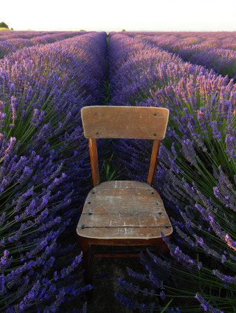 An old wooden chair sits in the middle of a lavender field.の写真素材