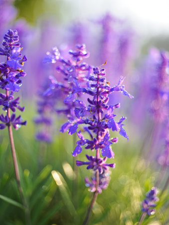 Close-up of vibrant purple flowers with water droplets, set against a blurred green and purple background.の写真素材