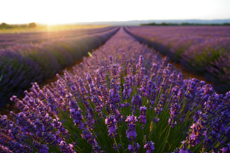A breathtaking landscape of lavender fields bathed in the warm glow of the setting sun.の写真素材