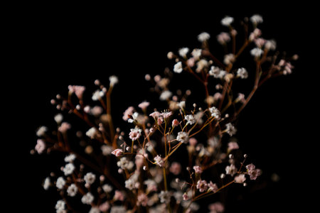 Delicate baby's breath flowers against a stark black background, offering a minimalist aesthetic.の写真素材