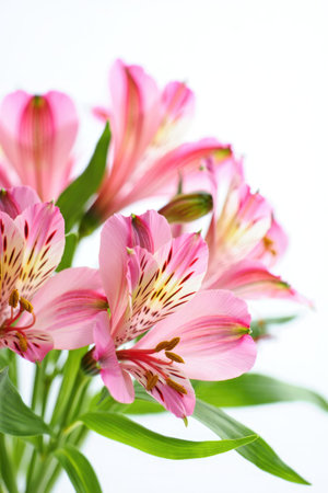 Beautiful close up of pink alstroemeria flowers with vibrant petals and green leaves, perfect for floral designs.の写真素材