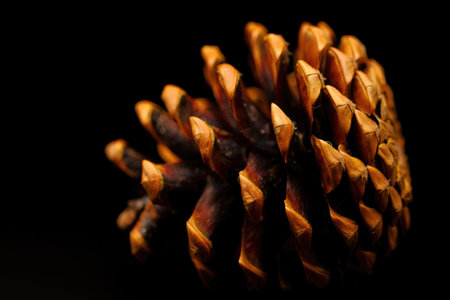 A close up view of a pine cone against a stark black background, showcasing its intricate details.