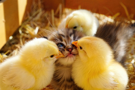 Adorable kitten being lovingly greeted by three fluffy chicks in a cozy nest filled with straw,...