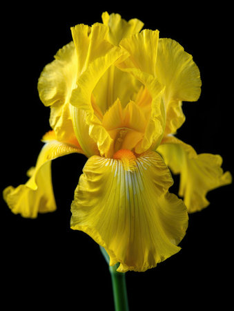 A vibrant close up of a yellow iris flower, its petals delicately unfurling against a deep black...