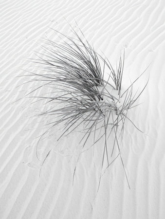 Close up of a plant growing in the desert sand, with detailed textures and patterns, captured in black and white.の写真素材