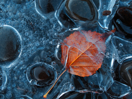 A vibrant close up shot shows an orange leaf trapped in ice, with bubbles and dark stones beneath.の写真素材