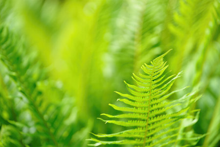 A vibrant close up of lush green ferns, capturing the essence of nature's tranquility and the beauty...