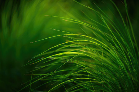 Close up of vibrant green grass blades with soft focus and natural bokeh. A fresh and lively nature scene.の写真素材