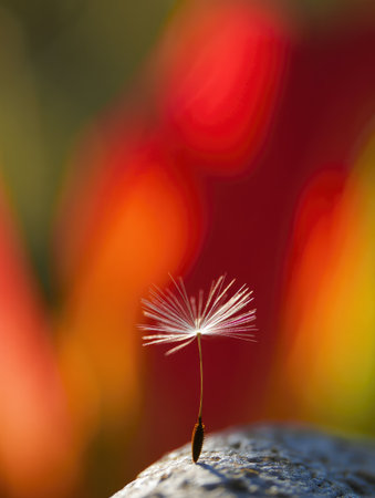 A single dandelion seed head, captured in close up, poised on a weathered rock against a blurred backdrop of warm colors.の写真素材