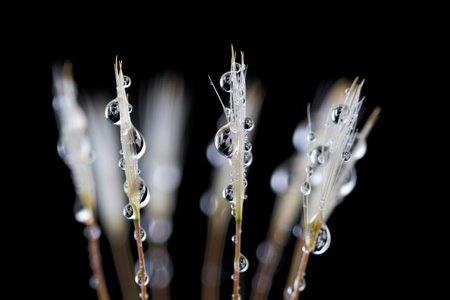 Close up of delicate plant with water droplets against a black background, showcasing the intricate...