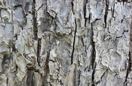 Close up of tree bark, showcasing texture and natural details. Ideal for backgrounds, nature themes,...